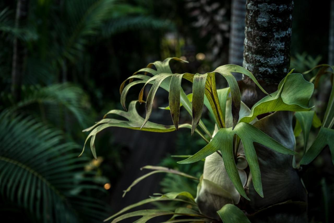 אפרטהוטל The Palms At פאלם קוב מראה חיצוני תמונה